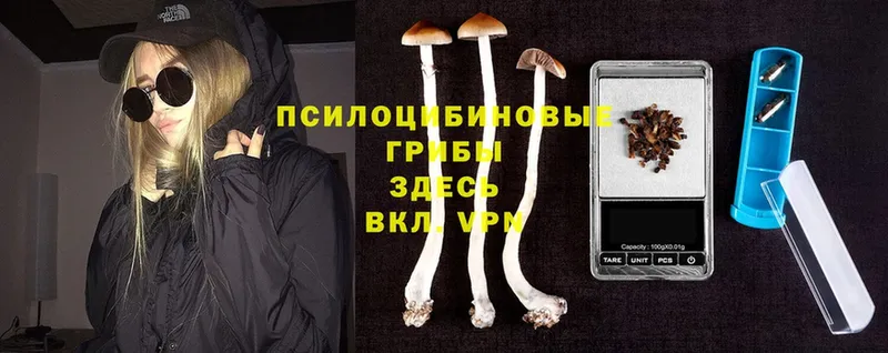 где купить наркоту  Братск  Псилоцибиновые грибы Psilocybine cubensis 